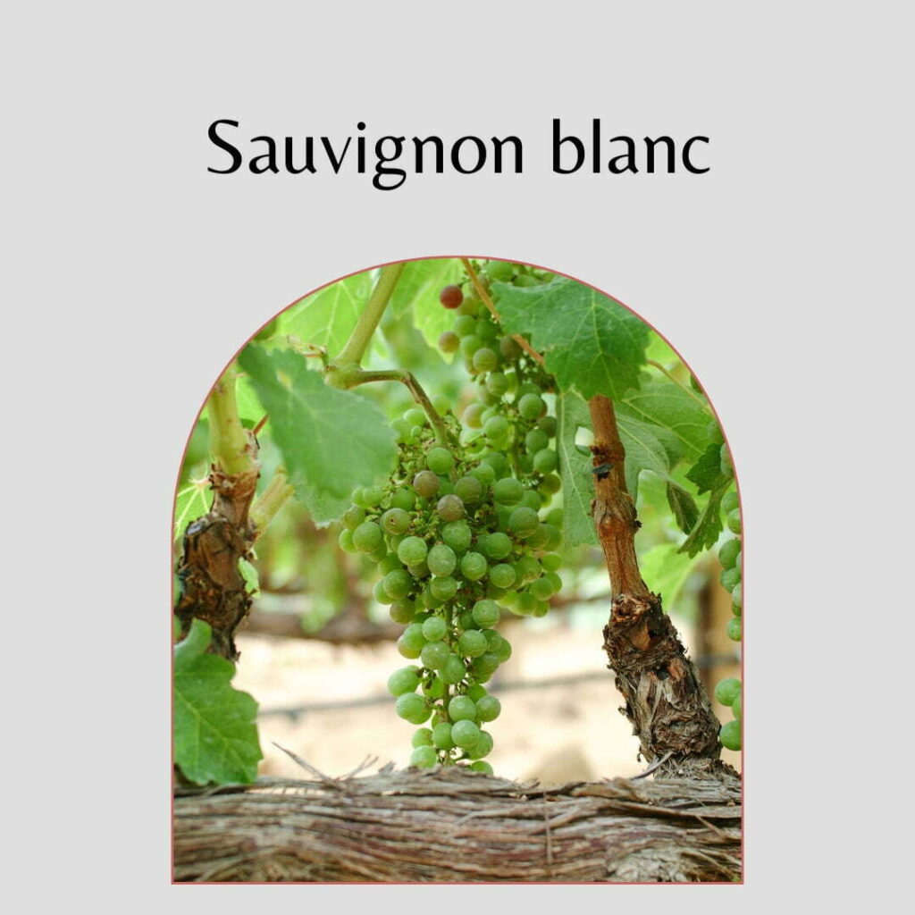 blog over sauvignon blanc